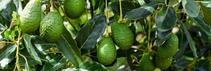 Advantages of Fertilizing Avocado with Biostimulant Additives - דשן-גת