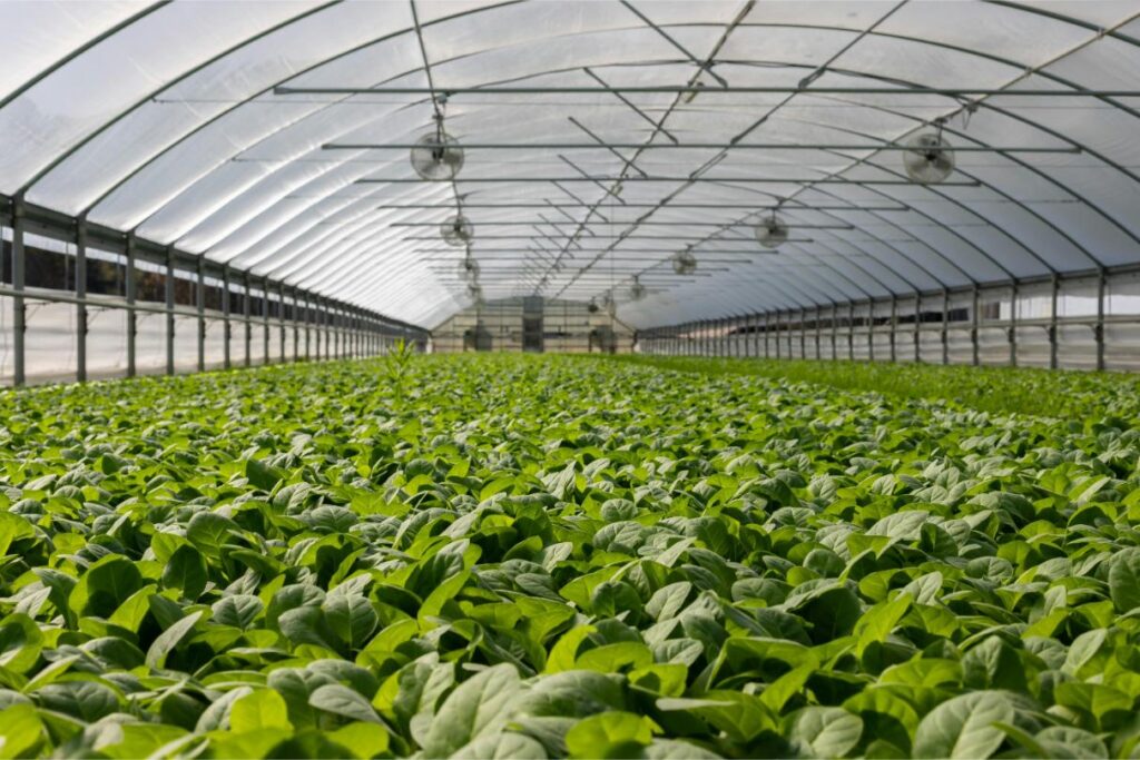 Importance of magnesium fertilization for greenhouse crops