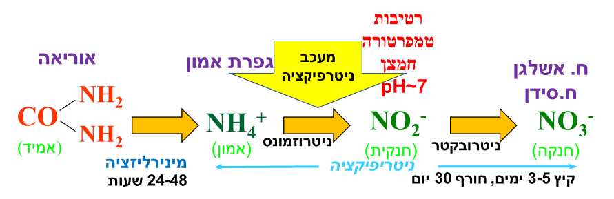תמונה שמכילה טקסט, צילום מסך, גופן, גרפיקה התיאור נוצר באופן אוטומטי